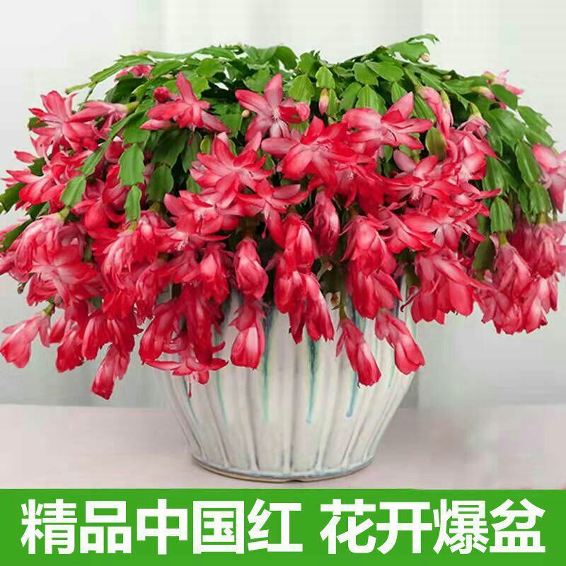 大颗蟹爪兰花苗盆栽客厅绿植苗带花苞花卉观花植物室内花开花