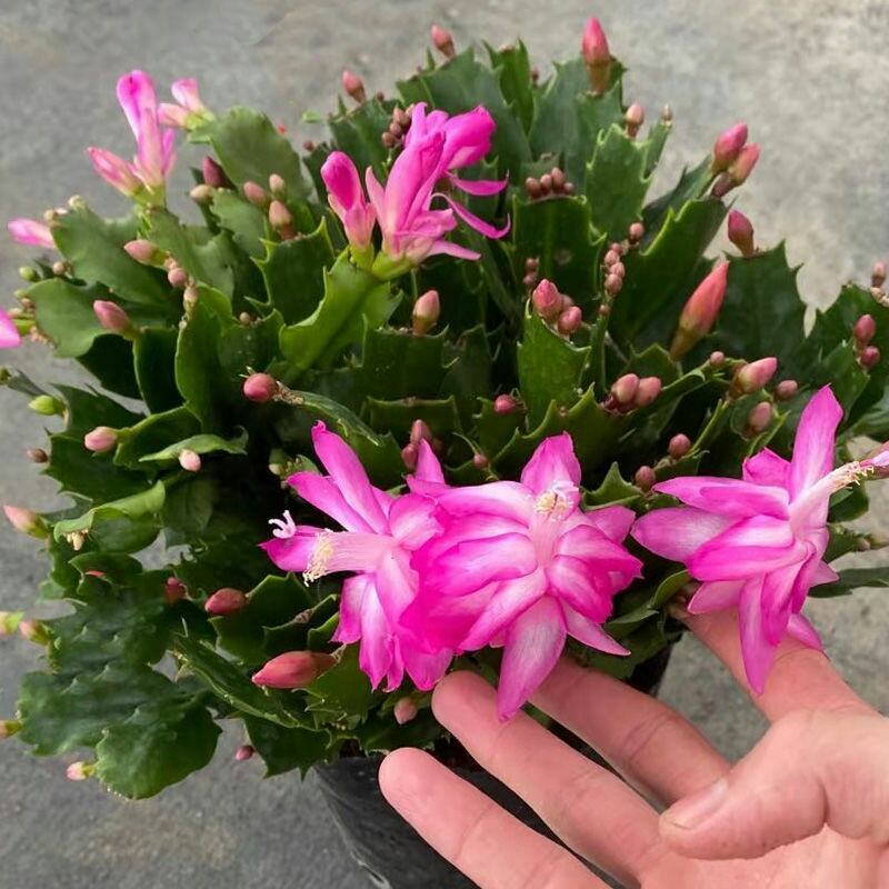 大颗蟹爪兰花苗盆栽客厅绿植苗带花苞花卉观花植物室内花开花
