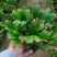 大颗蟹爪兰花苗盆栽客厅绿植苗带花苞花卉观花植物室内花开花