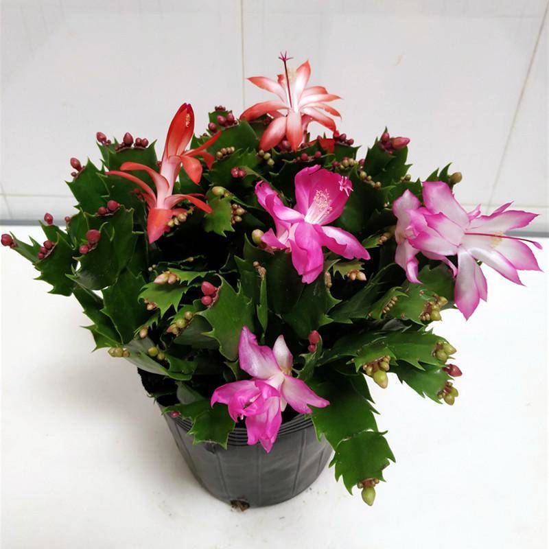 大颗蟹爪兰花苗盆栽客厅绿植苗带花苞花卉观花植物室内花开花