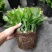 大颗蟹爪兰花苗盆栽客厅绿植苗带花苞花卉观花植物室内花开花