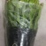 大颗蟹爪兰花苗盆栽客厅绿植苗带花苞花卉观花植物室内花开花