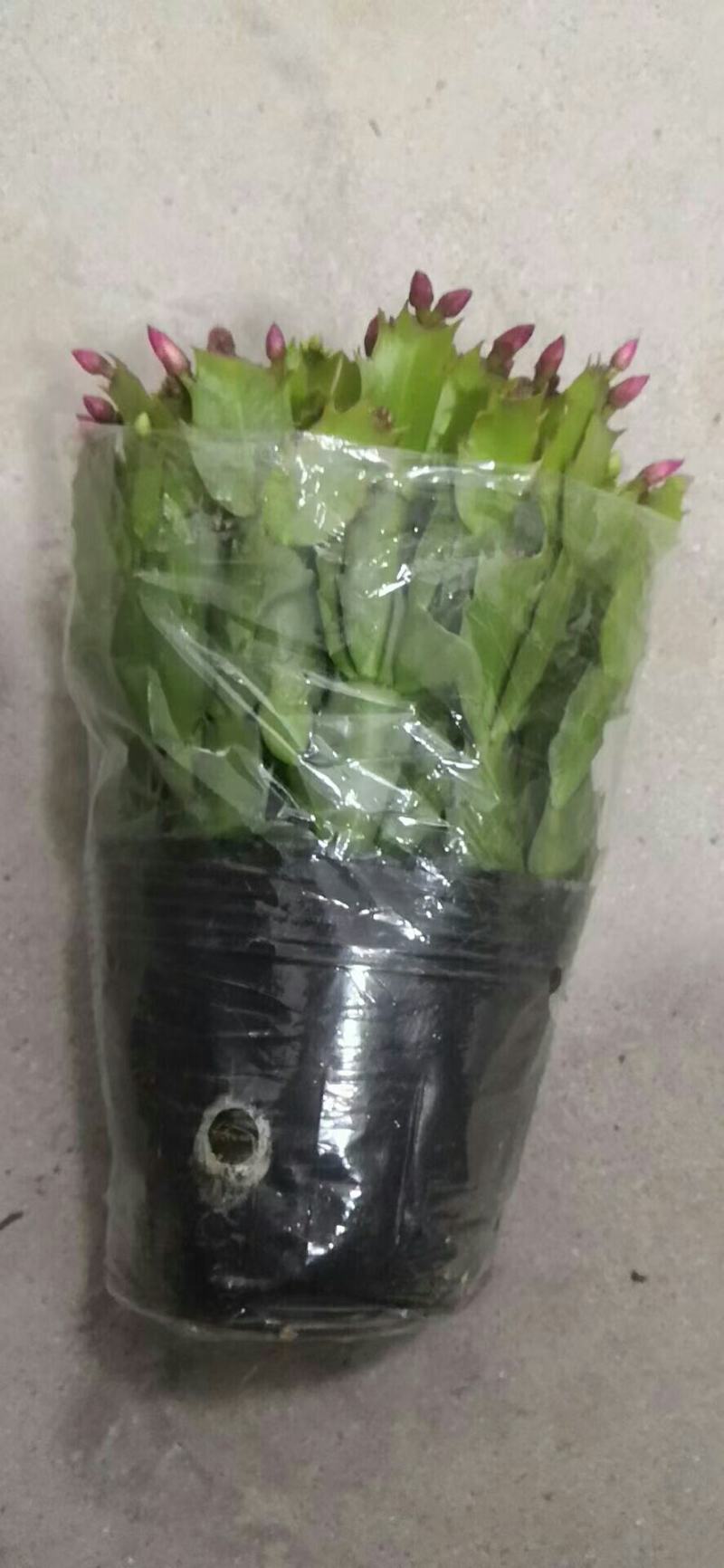 大颗蟹爪兰花苗盆栽客厅绿植苗带花苞花卉观花植物室内花开花