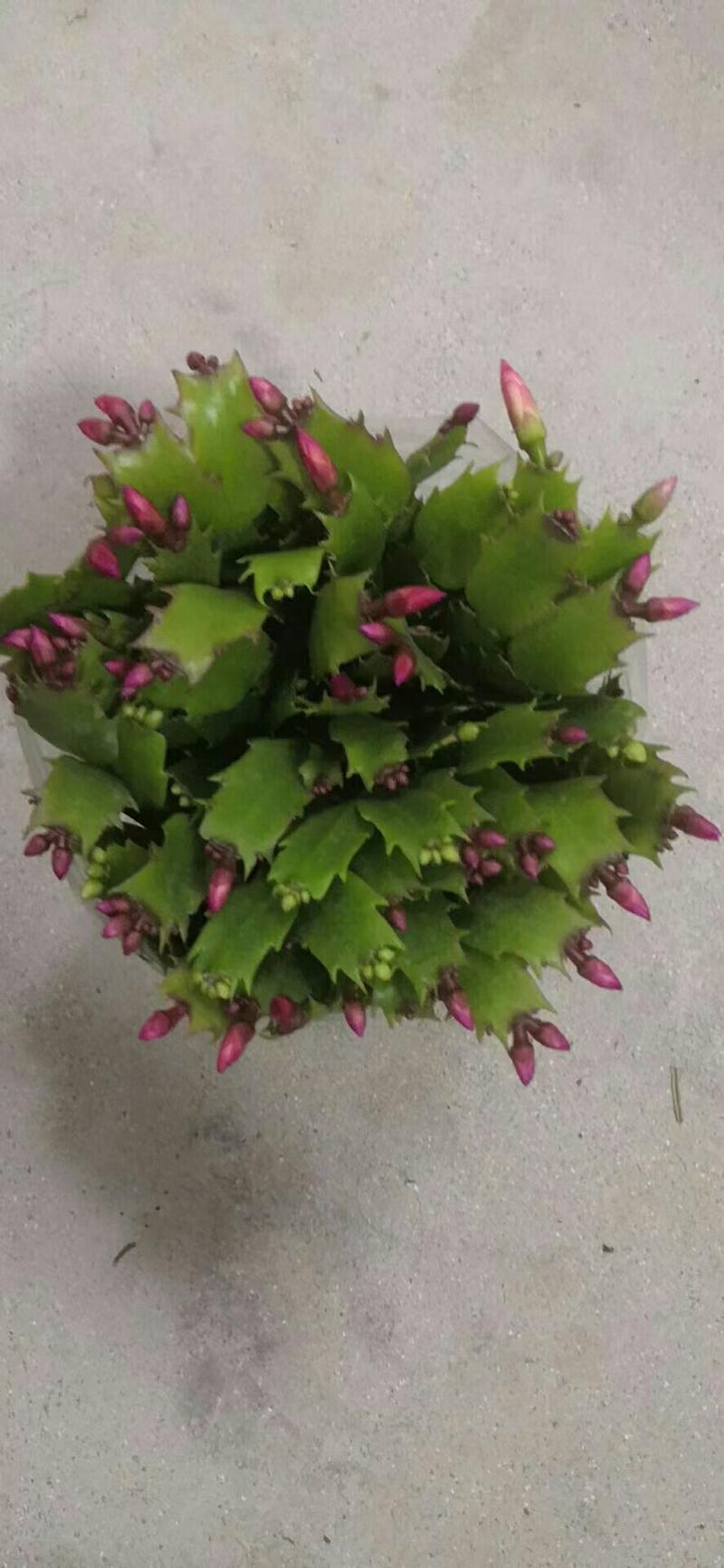 大颗蟹爪兰花苗盆栽客厅绿植苗带花苞花卉观花植物室内花开花