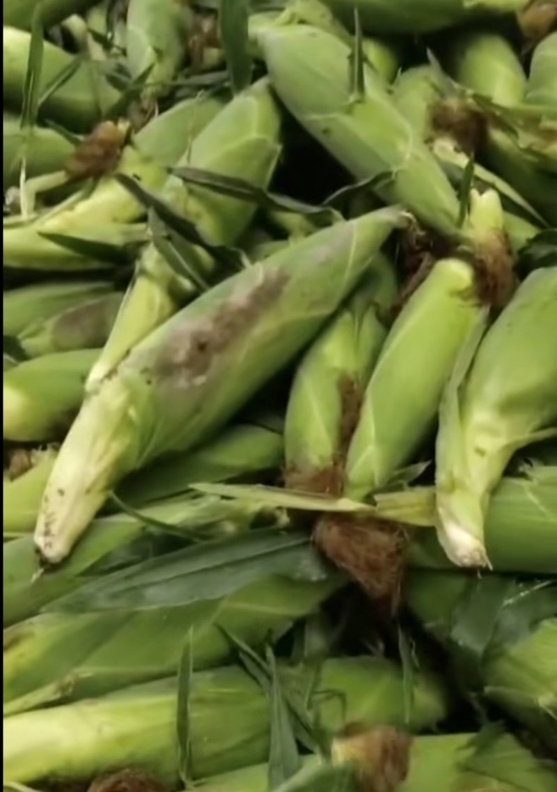 东北粘玉米糯玉米质量好棒大产地一手货源