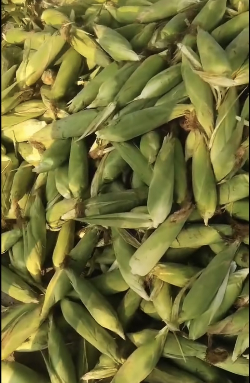 东北粘玉米糯玉米质量好棒大产地一手货源