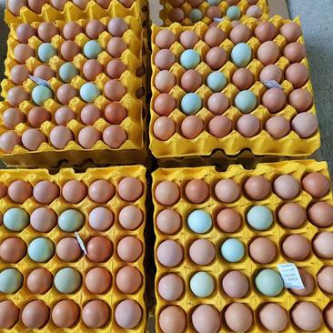 精品土鸡五谷蛋江汉土鸡蛋480枚初生蛋全国发货