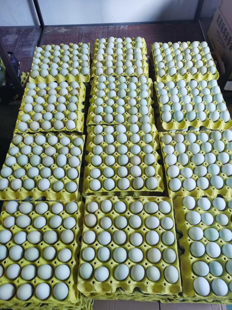 精品土鸡五谷蛋江汉土鸡蛋480枚初生蛋全国发货