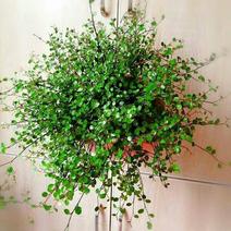 千叶吊兰室内花卉盆栽绿植壁挂式四季常青植物客厅净化空气吸
