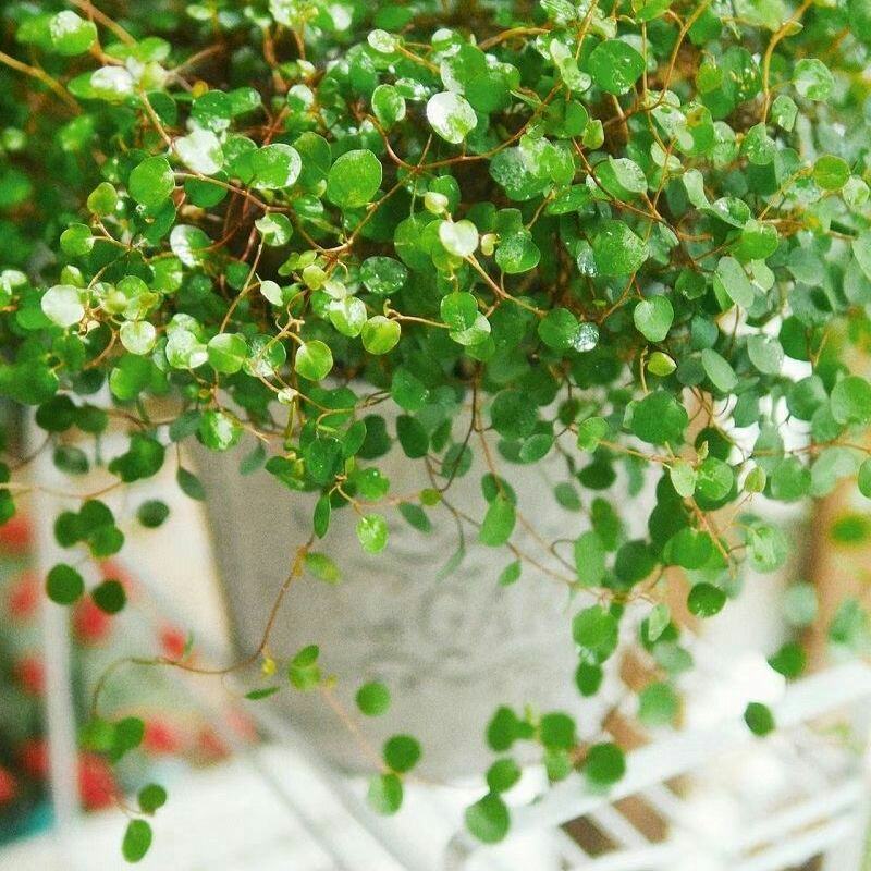 千叶吊兰室内花卉盆栽绿植壁挂式四季常青植物客厅净化空气吸