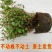 千叶吊兰室内花卉盆栽绿植壁挂式四季常青植物客厅净化空气吸