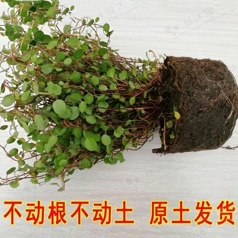 千叶吊兰室内花卉盆栽绿植壁挂式四季常青植物客厅净化空气吸