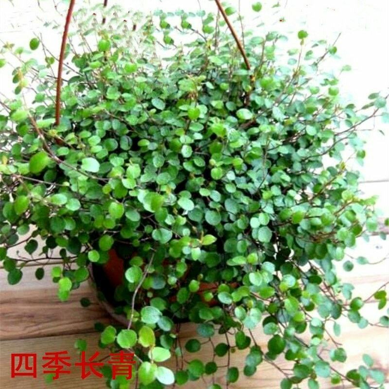千叶吊兰室内花卉盆栽绿植壁挂式四季常青植物客厅净化空气吸