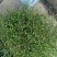千叶吊兰室内花卉盆栽绿植壁挂式四季常青植物客厅净化空气吸