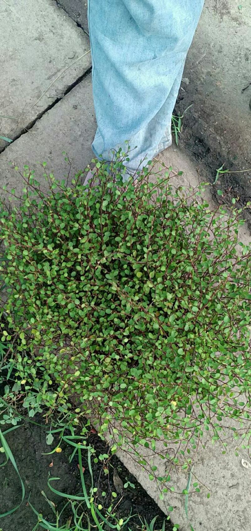 千叶吊兰室内花卉盆栽绿植壁挂式四季常青植物客厅净化空气吸