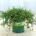 千叶吊兰室内花卉盆栽绿植壁挂式四季常青植物客厅净化空气吸