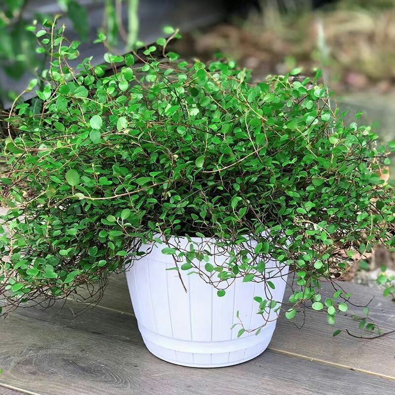 千叶吊兰室内花卉盆栽绿植壁挂式四季常青植物客厅净化空气吸