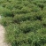 千叶吊兰室内花卉盆栽绿植壁挂式四季常青植物客厅净化空气吸