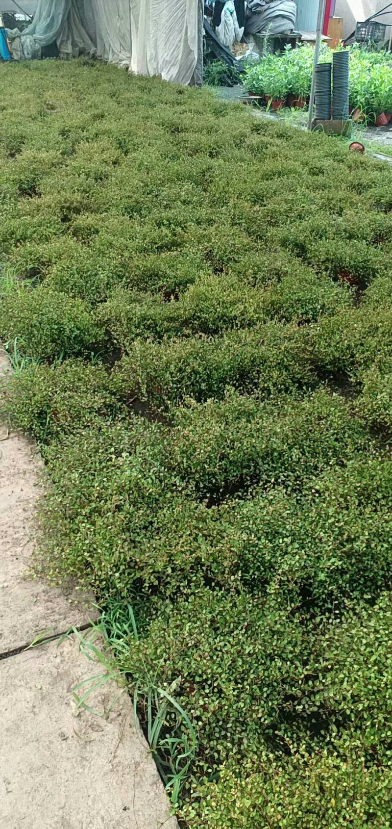 千叶吊兰室内花卉盆栽绿植壁挂式四季常青植物客厅净化空气吸