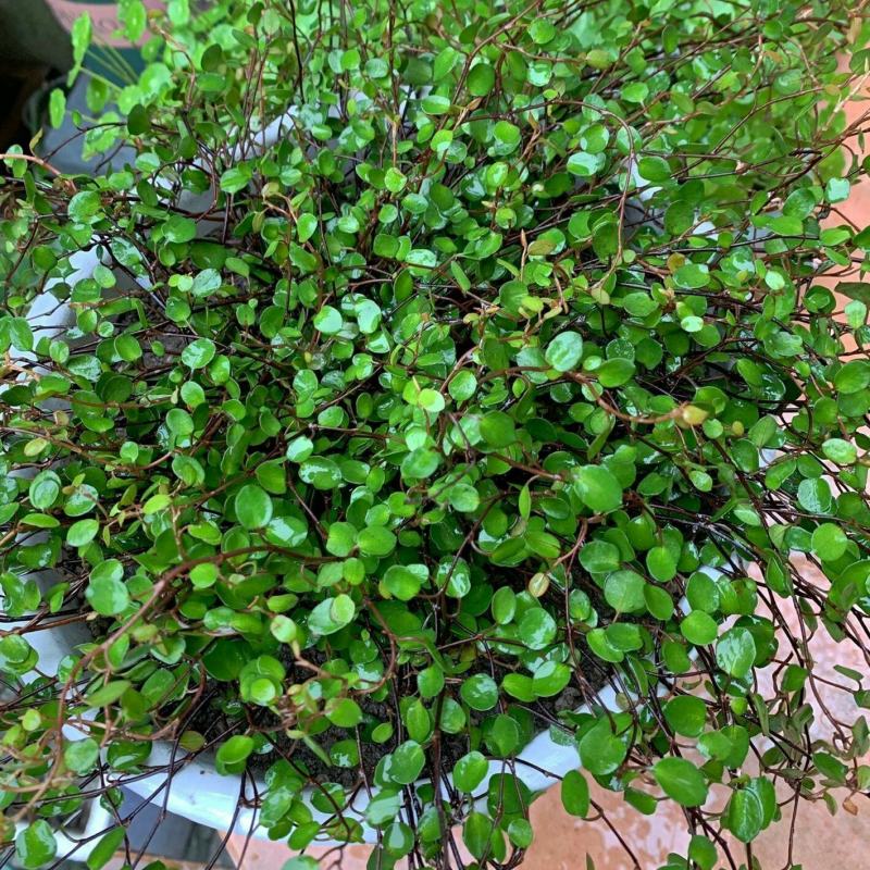 千叶吊兰室内花卉盆栽绿植壁挂式四季常青植物客厅净化空气吸