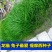 猫尾草种子，提摩西种子，龙猫兔子爱吃的草籽，多少生牧草
