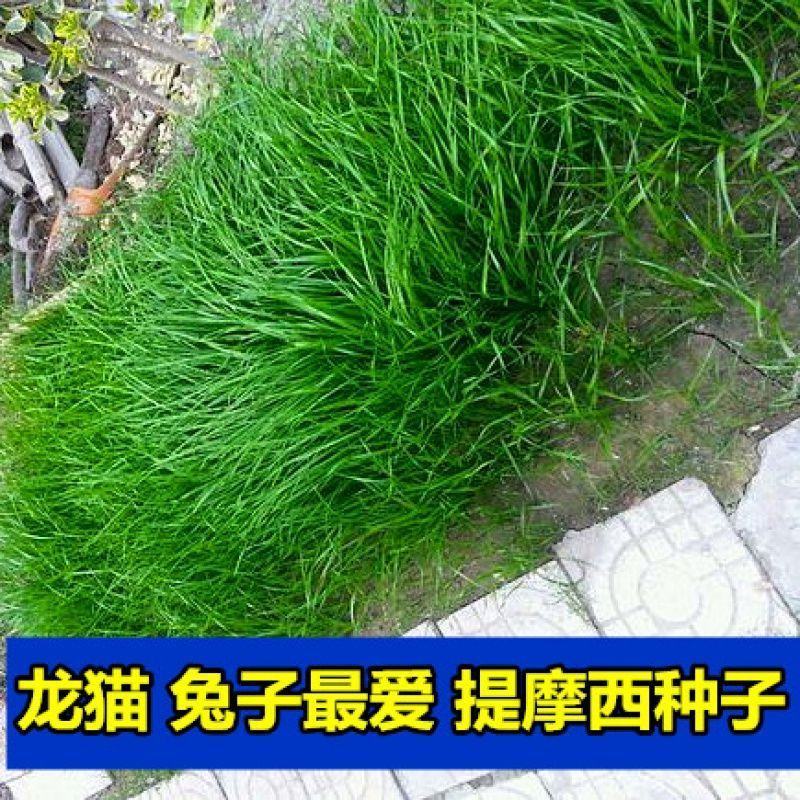 猫尾草种子，提摩西种子，龙猫兔子爱吃的草籽，多少生牧草