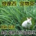 猫尾草种子，提摩西种子，龙猫兔子爱吃的草籽，多少生牧草