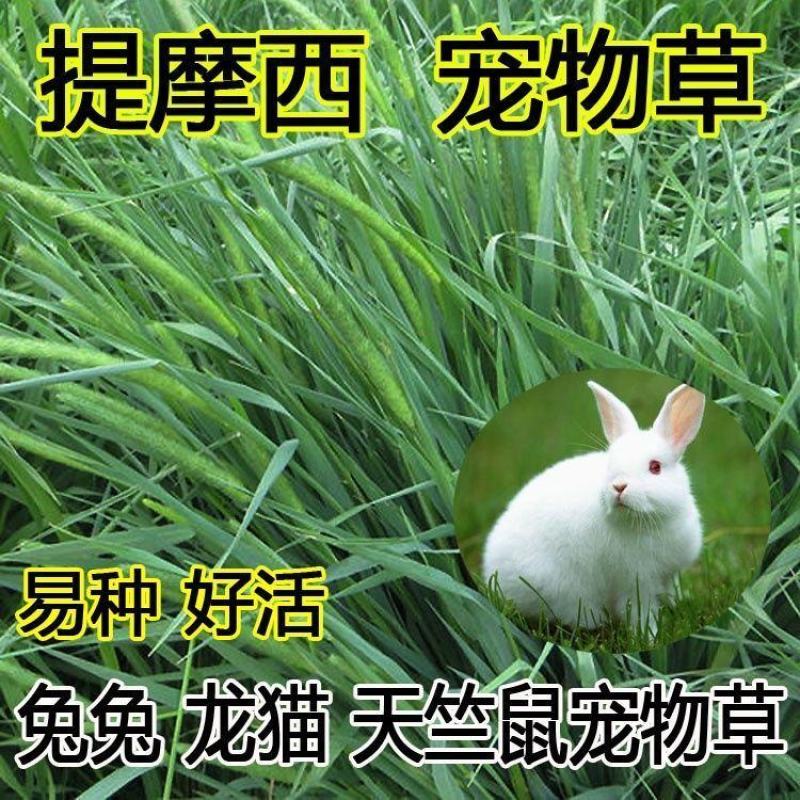 猫尾草种子，提摩西种子，龙猫兔子爱吃的草籽，多少生牧草