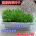 猫尾草种子，提摩西种子，龙猫兔子爱吃的草籽，多少生牧草