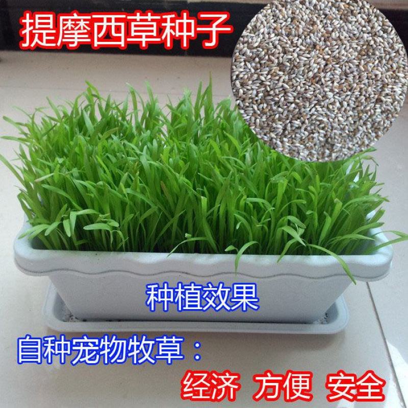 猫尾草种子，提摩西种子，龙猫兔子爱吃的草籽，多少生牧草