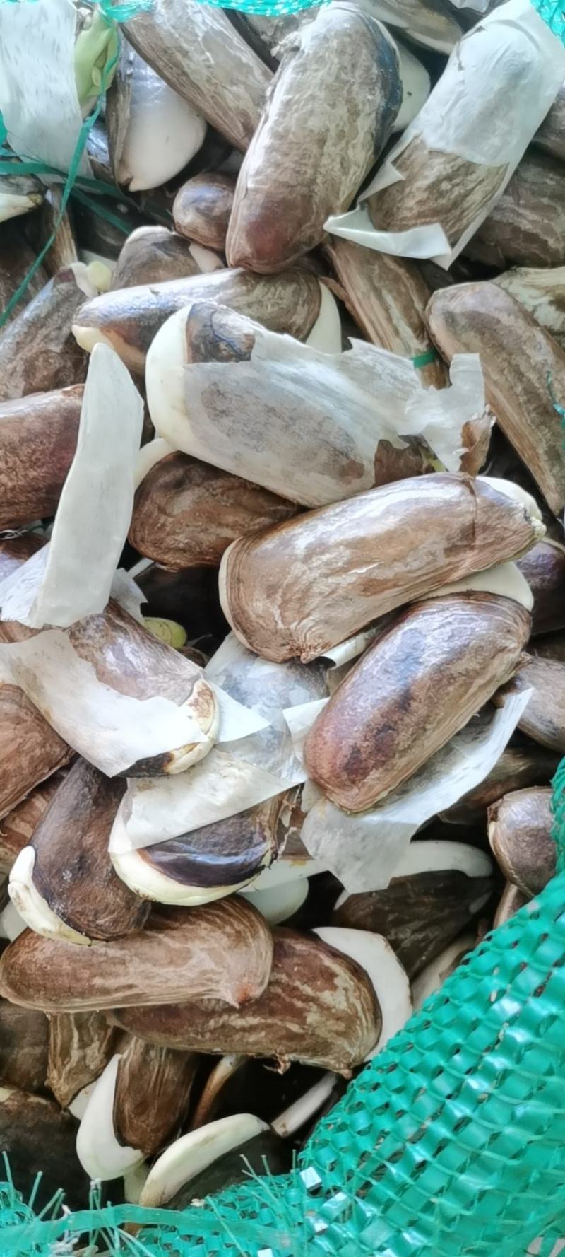 供应芒果种子，晒种和净种都可大量供应，价格实惠，欢迎订购