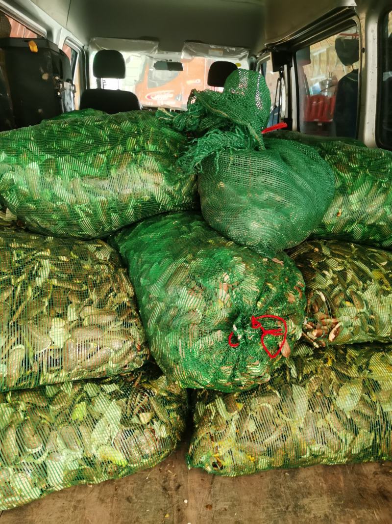 供应芒果种子，晒种和净种都可大量供应，价格实惠，欢迎订购