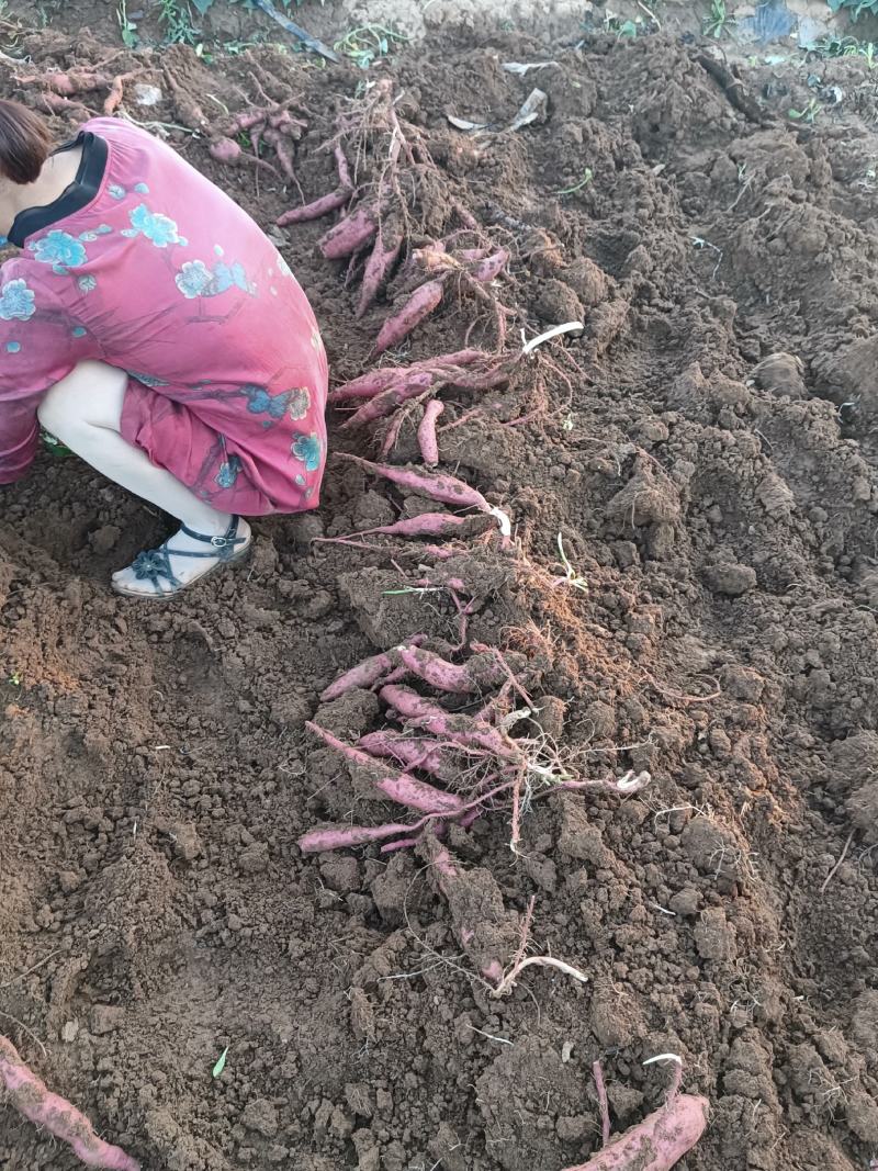 板栗红薯，