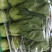 精品小油菜，颜色深绿，棵匀整齐，基地直发欢迎来电