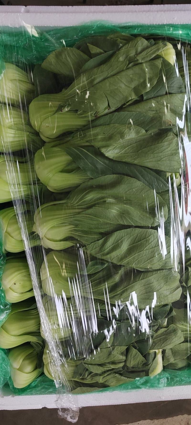 精品小油菜，颜色深绿，棵匀整齐，基地直发欢迎来电