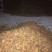 干刺梨交通方便品质优良产地一手货源
