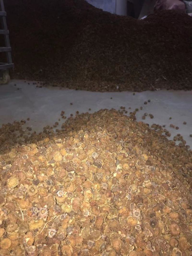 干刺梨交通方便品质优良产地一手货源
