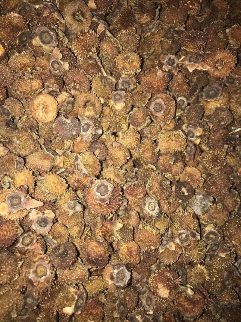 干刺梨交通方便品质优良产地一手货源