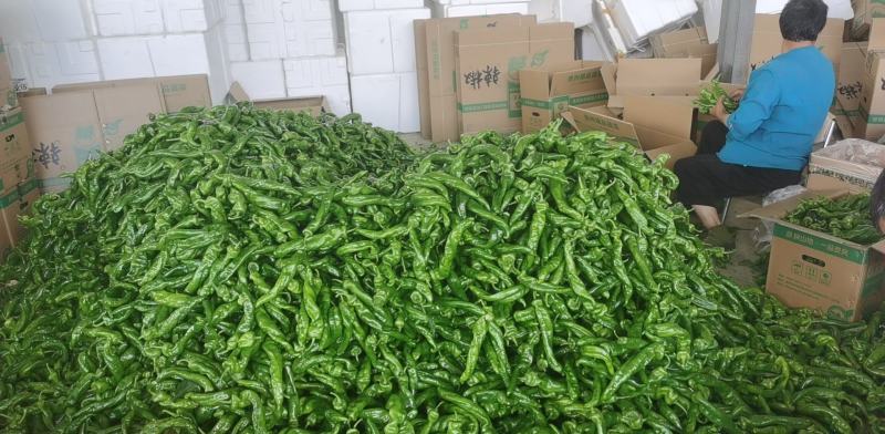 精品螺丝椒好大量有货