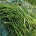 猫尾草种子，提摩西种子，龙猫兔子爱吃的草籽，多少生牧草