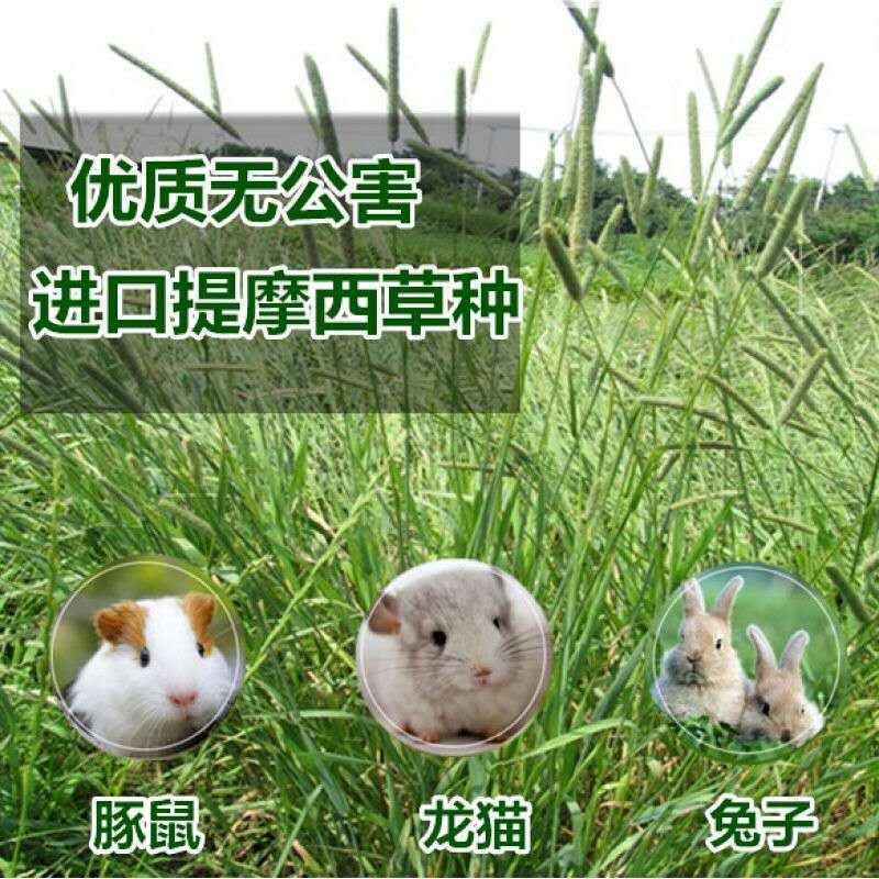 猫尾草种子，提摩西种子，龙猫兔子爱吃的草籽，多少生牧草