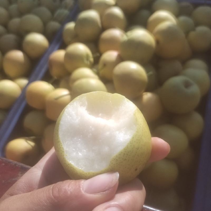 精品蜜梨