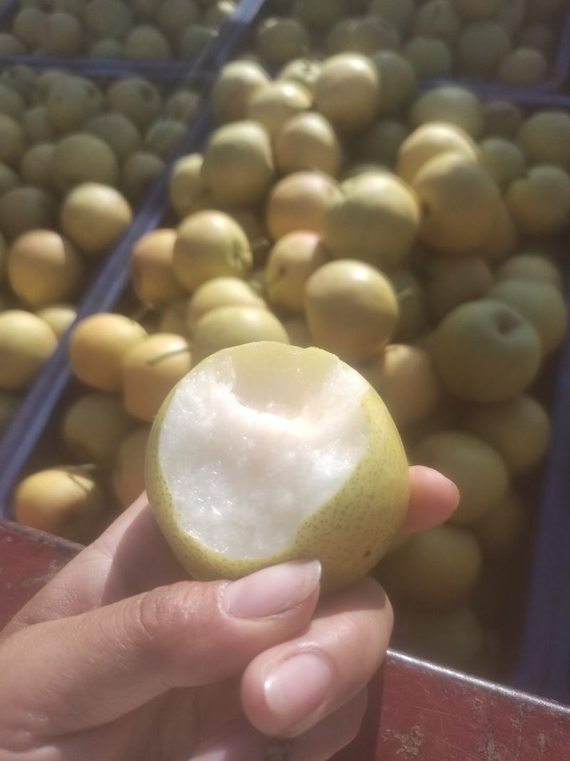 精品蜜梨