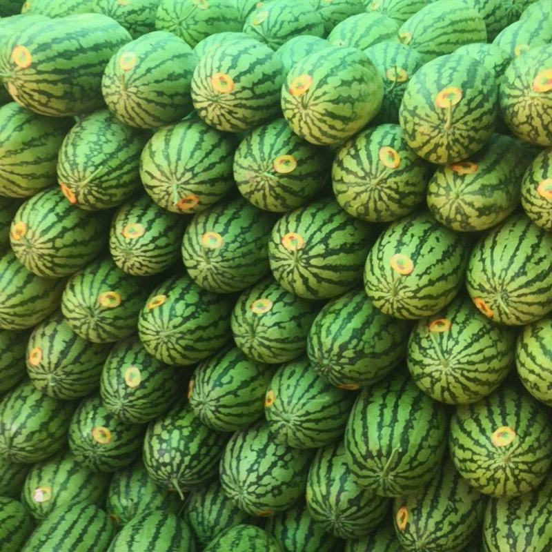 花长瓜大量上市中