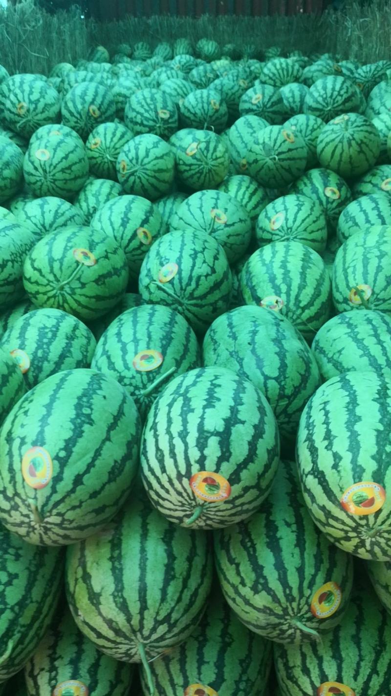 花长瓜大量上市中
