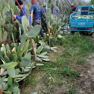 米邦塔仙人掌种片