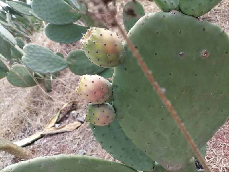 米邦塔仙人掌种片