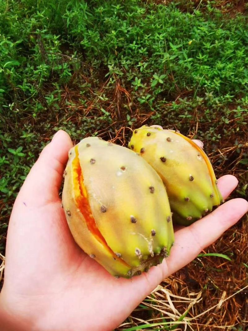 米邦塔仙人掌种片