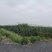 米邦塔仙人掌种片