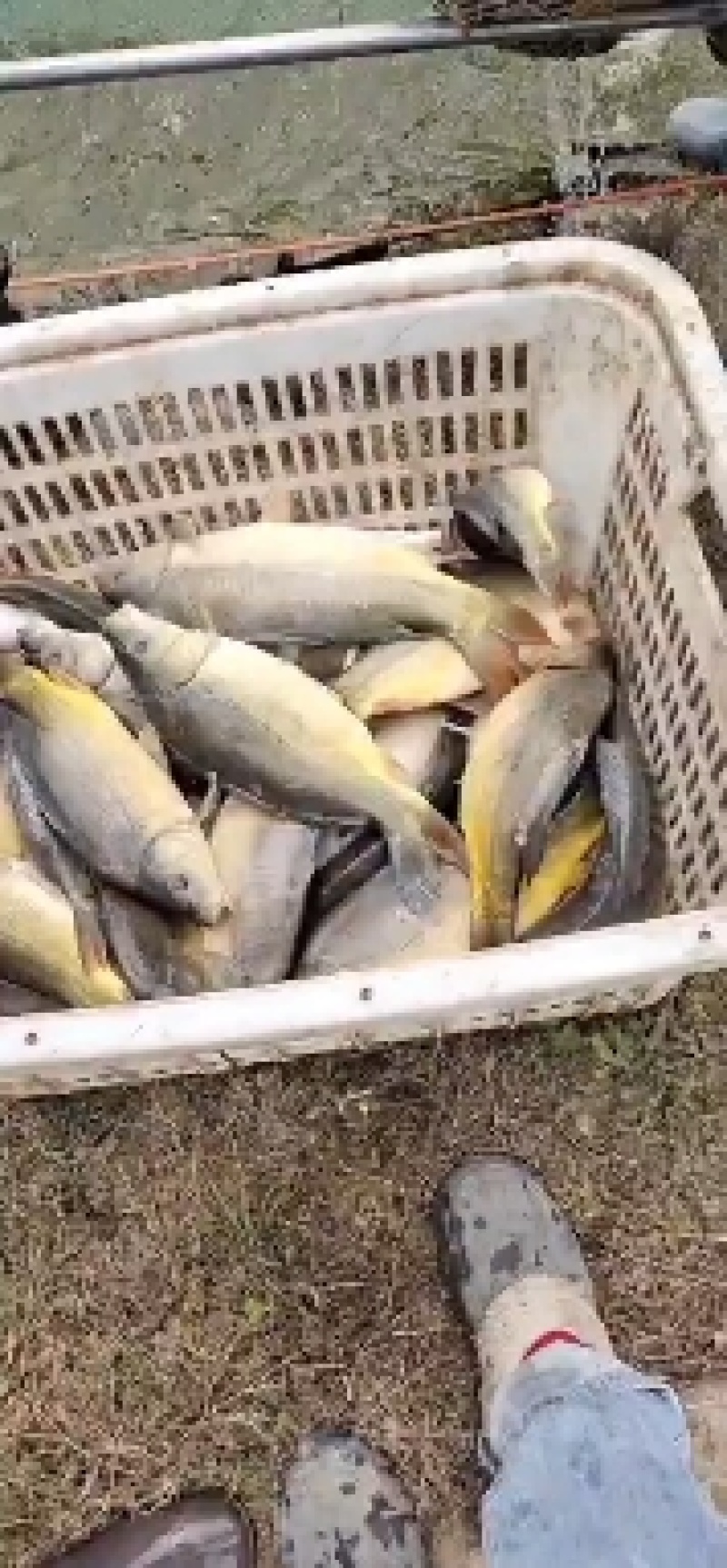 裸鲤苗1到3两大量出售价格美丽